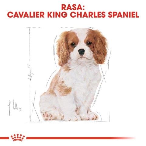 ROYAL CANIN Cavalier King Charles Spaniel Puppy 1,5kg ROYAL CANIN Cavalier King Charles Spaniel Puppy 1,5kg