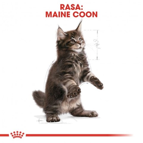 ROYAL CANIN Maine Coon Kitten 400g ROYAL CANIN Maine Coon Kitten 400g