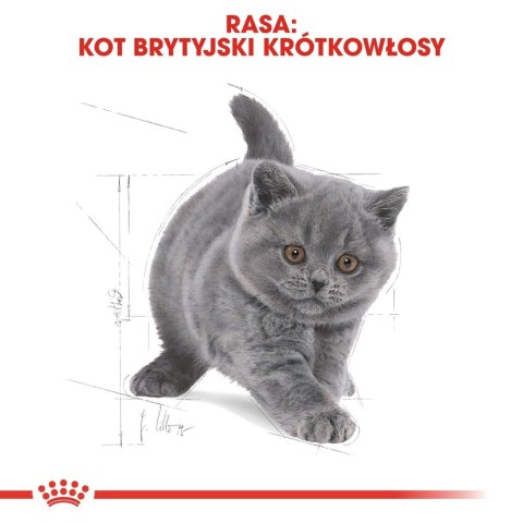 ROYAL CANIN British Shorthair Kitten 2kg ROYAL CANIN British Shorthair Kitten 2kg