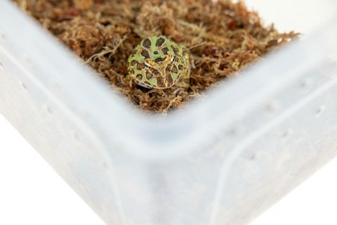 Pojemnik hodowlany BREEDING BOX z platformą 38 cm Pojemnik hodowlany BREEDING BOX z platformą 38 cm