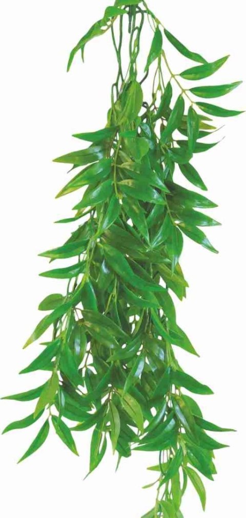 Roślina do terrarium Ficus Longifolia Happet 50cm Roślina do terrarium Ficus Longifolia Happet 50cm
