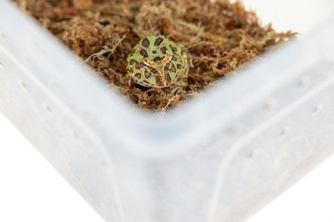 Pojemnik hodowlany BREEDING BOX z platformą 19 cm Pojemnik hodowlany BREEDING BOX z platformą 19 cm