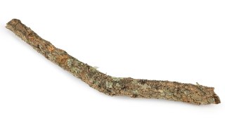 Korek gałąź 30cm