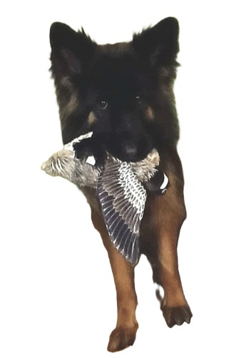 KERBL Zabawka Gęś 38cm