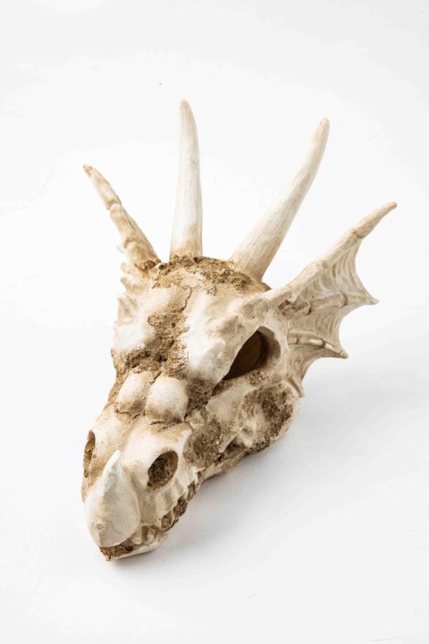 R206 ozdoba terrarium czaszka smok