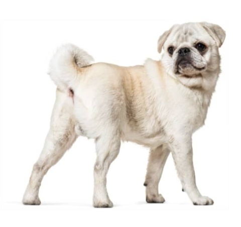 Lab-v Glandala Wsparcie Gruczołów Okołoodbytowych i Przewodu Pokarmowego 45 Kapsułek