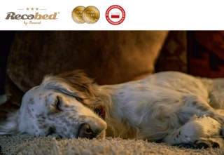 Ponton Baltic Zieleń