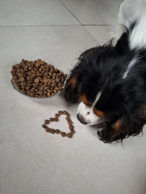 Tropidog Premium Junior Small And Medium Breeds Łosoś Z Ryżem 8kg