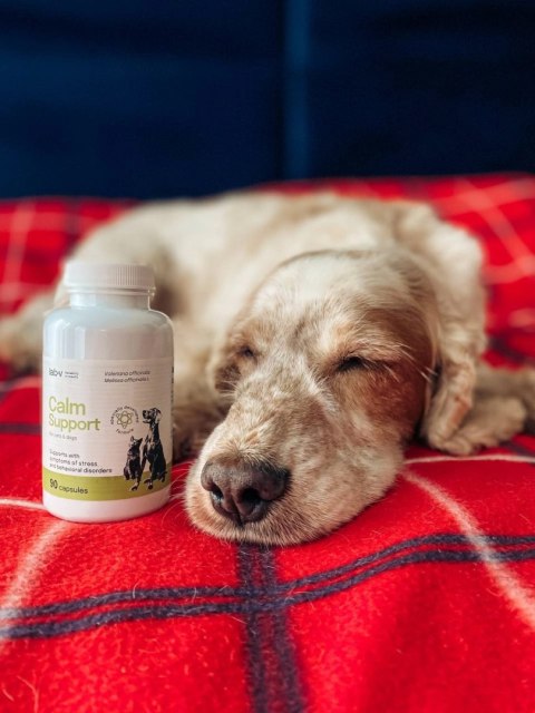 Lab-v Calm Support Wspomaganie Przy Objawach Stresu I Zaburzeniach Behawioralnych 90 Kapsułek