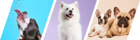 2Dog MINI Kiełbaski koń 1kg