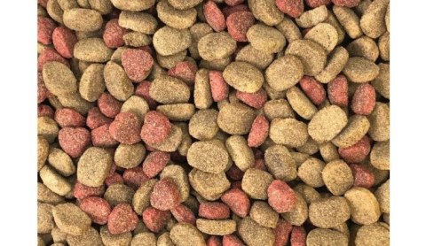 Dino Sucha Karma z Wołowiną dla Psów 20kg