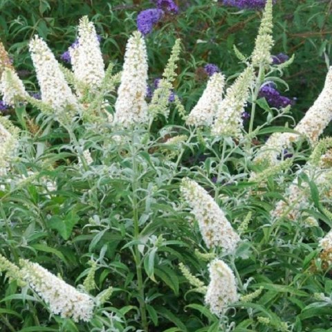 Buddleja davidii 'White Profusion'