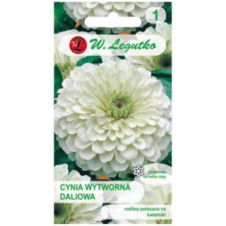 Cynia wytworna daliowa 'Polar Bear' - kwiaty białe