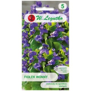 Fiołek (Viola) wonny - fioletowy