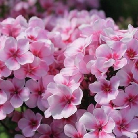 Floks wiechowaty - Phlox paniculata 'Early Pink'