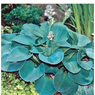Funkia - Hosta 'Blue Mouse Ears'