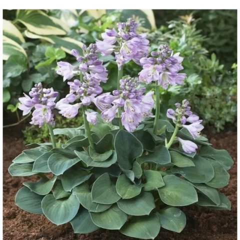 Funkia - Hosta 'Blue Mouse Ears'