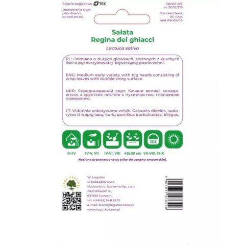 Sałata głowiasta krucha lodowa Regina dei Ghiacci