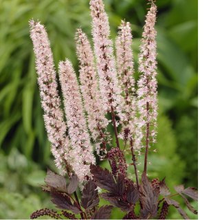 Świecznica prosta - Actaea simplex 'Pink Spike'