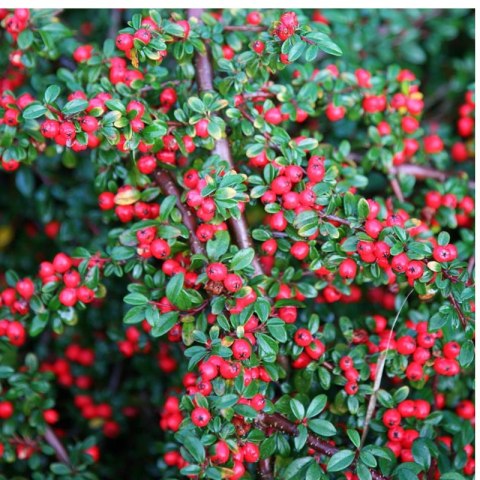 Irga Pozioma - Cotoneaster Horizontalis