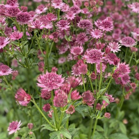 Jarzmianka Większa - Astrantia Major 'Roma'
