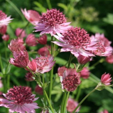 Jarzmianka Większa - Astrantia Major 'Roma'