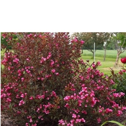 Krzewuszka cudowna - Weigela florida 'Rumba'