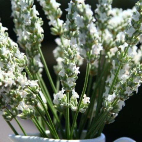 Lavandula X Intermedia Exceptional Lawenda Pośrednia