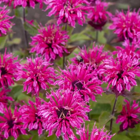 Pysznogłówka 'Pink Lace' (Monarda hybrida) - sadzonka P11