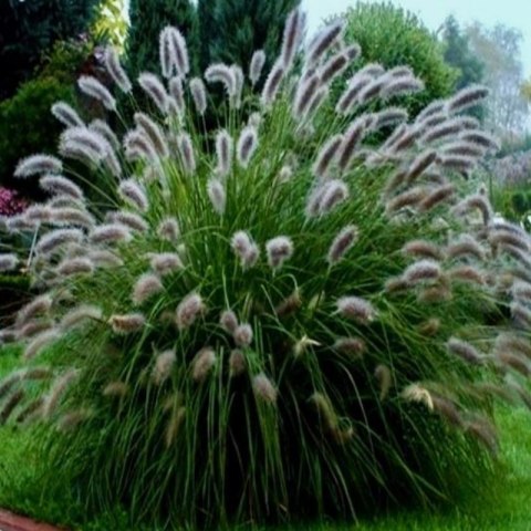 Rozplenica Japońska - Pennisetum Alopecuroides 'Lady U'