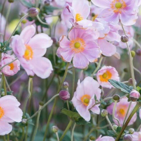Zawilec - Anemone X Hybrida 'Mont-Rose'