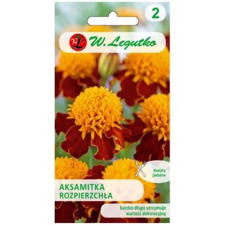 Aksamitka rozpierzchła 'Orange Flame' - pomarańczowo-brązowa, 1 g
