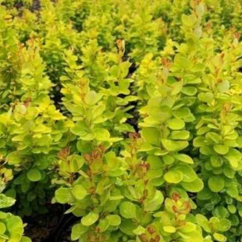 Berberys Thunberga - Berberis Thunbergii 'Neon Gold' (R)