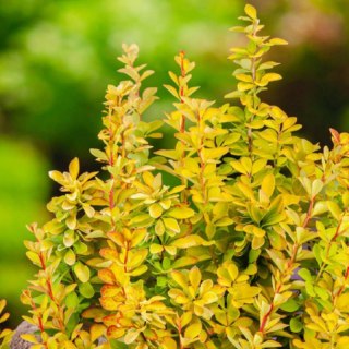 Berberys Thunberga - Berberis thunbergii 'Maria'(R)