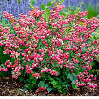 Borówka amerykańska 'Pink Lemonade', Vaccinium corymbosum