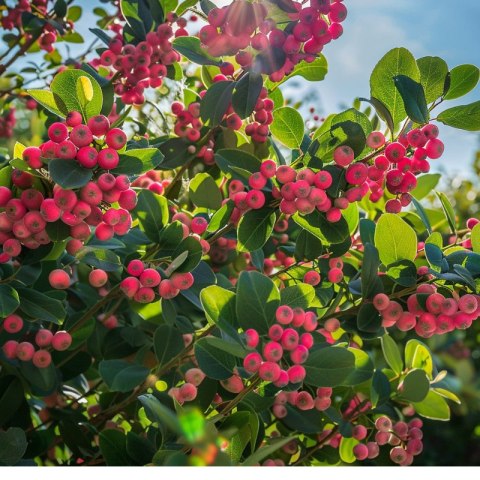 Borówka amerykańska 'Pink Lemonade', Vaccinium corymbosum