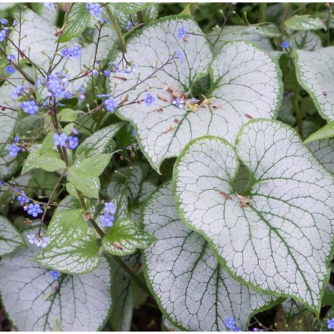Brunnera Macrophylla 'Looking Glass'