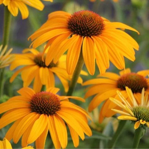 Echinacea Purpurea 'Skipper Honey' Jeżówka Purpurowa