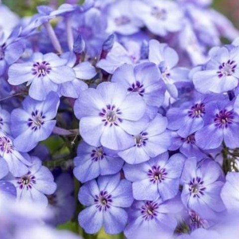 Floks Wiechowaty - Phlox Paniculata 'Blue Dolphin'