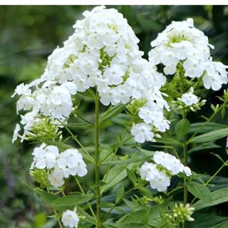Floks wiechowaty - Phlox paniculata 'David'