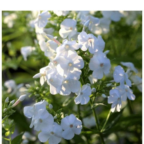 Floks wiechowaty - Phlox paniculata 'David'