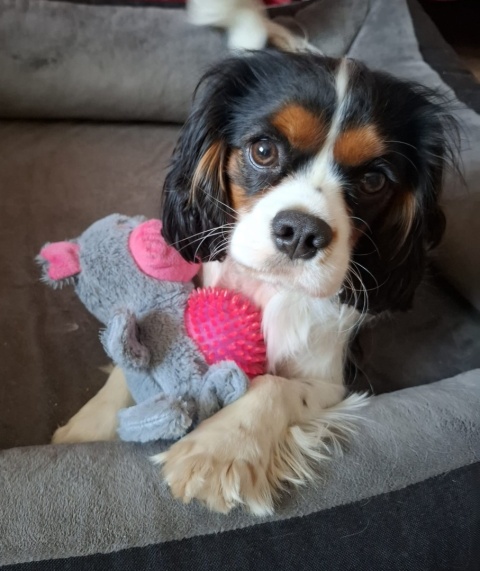 Fluffy Piggy