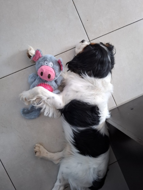 Fluffy Piggy