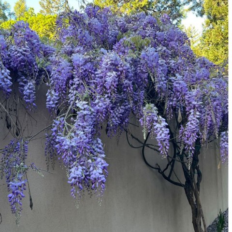Glicynia chińska - Wisteria sinensis