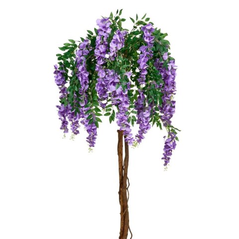 Glicynia chińska - Wisteria sinensis