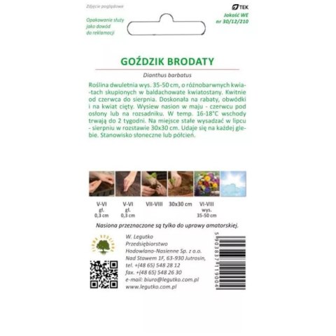 Goździk brodaty mieszankowy - kwiaty pojedyncze