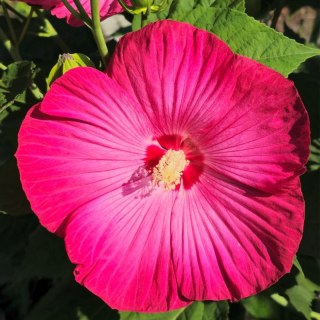 Hibiskus Bagienny - Hibiscus Moscheutos 'Pink Jake' (Just Pink)