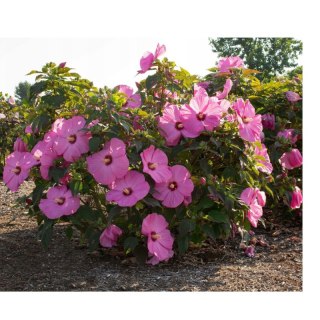 Hibiskus Bagienny - Hibiscus Moscheutos 'Pink Jake' (Just Pink)