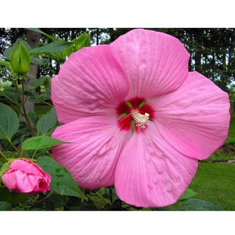 Hibiskus Bagienny - Hibiscus Moscheutos 'Pink Jake' (Just Pink)