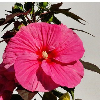 Hibiskus Bagienny 'Pink Chocolate' - Hibiscus Moscheutos 'Pink Chocolate'